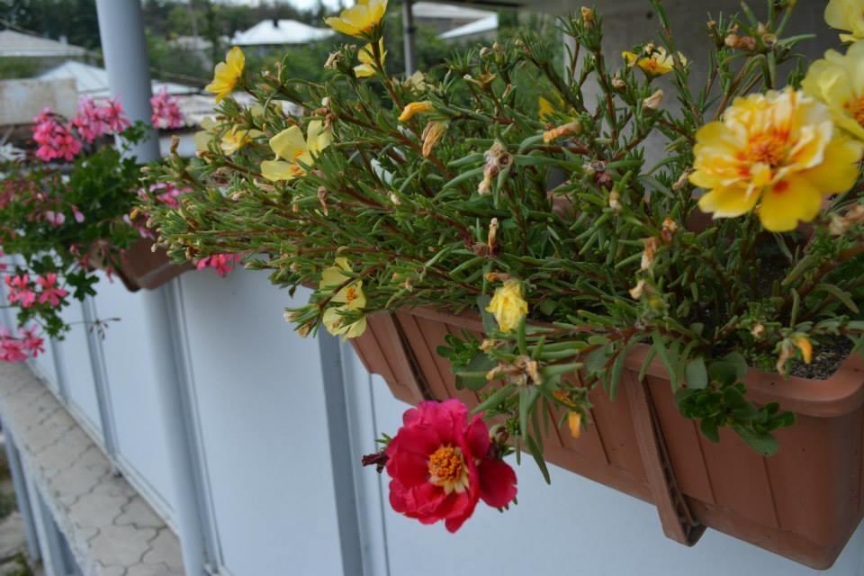 Guesthouse Giorgi Telavi Exterior photo